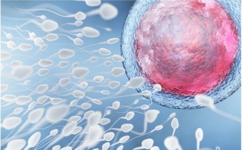 试管婴儿助孕-试管婴儿待定多少钱一次