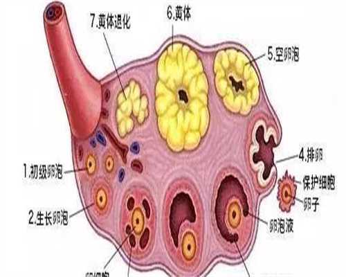 浙江第三代代生宝宝价格三代代生宝宝价格价格