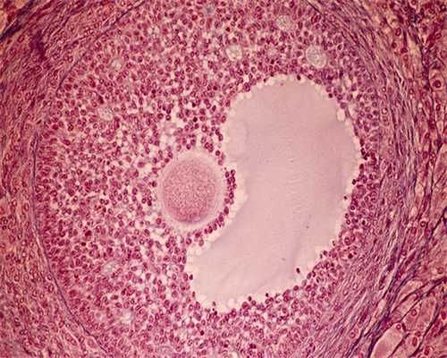 代孕供卵费用：乌鲁木齐试管婴儿专家有哪些(乌鲁木齐市妇幼保健医院试管医生有哪些)