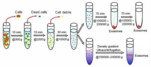 代孕机购电话_试管代孕全部费用,两个卵子是同时排出来吗！胚胎移植费用！